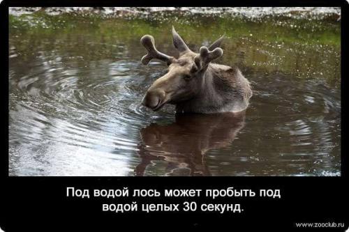 Интересные факты о дыхании рыб. Насколько могут задерживать дыхание животные? (факты) 02