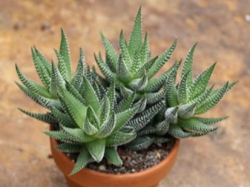 Комнатная бегония уход. Бегония – уход и выращивание 07