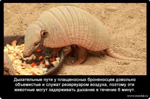 Интересные факты о дыхании рыб. Насколько могут задерживать дыхание животные? (факты) 06