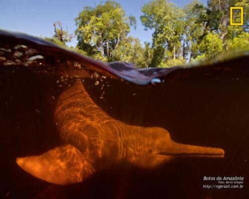 Речной дельфин амазонки. Амазонский дельфин или иния (лат. Inia geoffrensis)