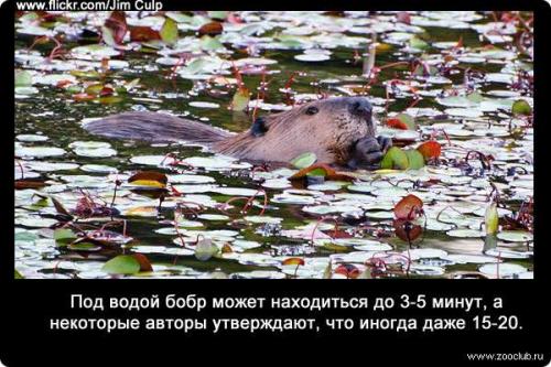 Интересные факты о дыхании рыб. Насколько могут задерживать дыхание животные? (факты) 07