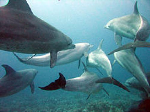 Где встречается речной дельфин. Виды речных дельфинов и места их обитания 04