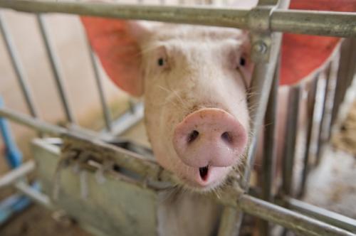 Пересадка органов человеку от свиньи. Людям могут начать пересаживать сердца свиней уже через 3 года (3 фото) 08