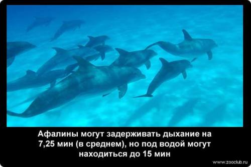 Интересные факты о дыхании рыб. Насколько могут задерживать дыхание животные? (факты) 03