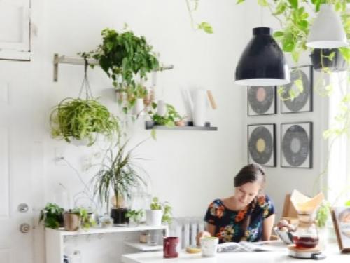 Комнатная бегония уход. Бегония – уход и выращивание 06