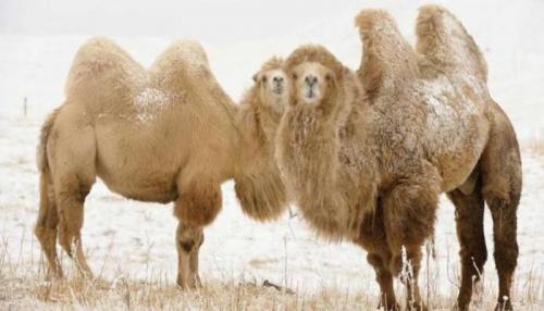 Зачем верблюду два горба загадка. Зачем верблюду нужен горб