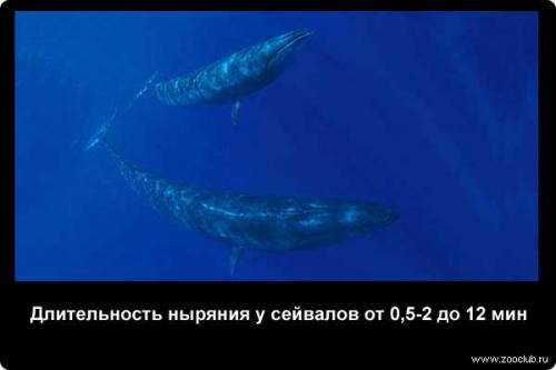 Интересные факты о дыхании рыб. Насколько могут задерживать дыхание животные? (факты) 08
