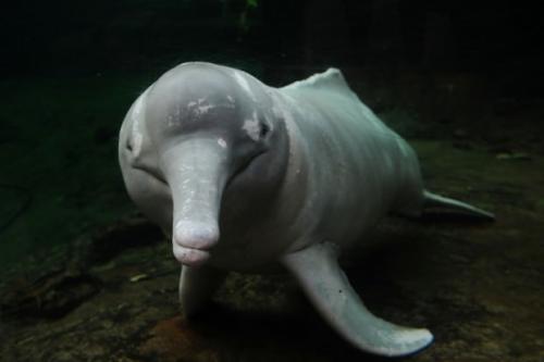 Речной дельфин амазонки. Амазонский дельфин или иния (лат. Inia geoffrensis)