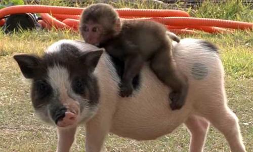 Кровь человека и свиньи. Сходство организмов человека и свиньи
