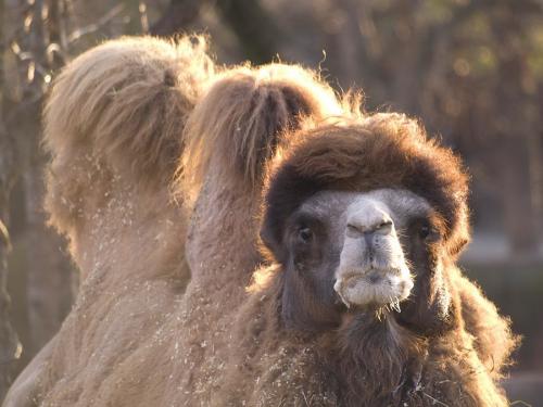 Для чего верблюду горб. Что скрывает верблюжий горб (8 фото) 12