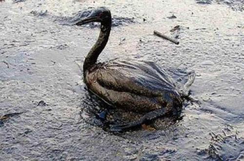 Бедствие лав Канал 1978. Бедствие в Севесо (10 июля 1976)