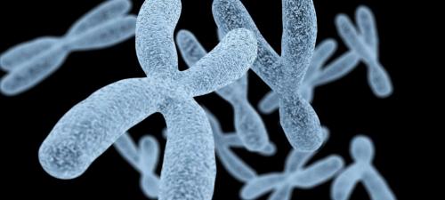 Сколько хромосом у снеговика. Число хромосом у разных видов 02