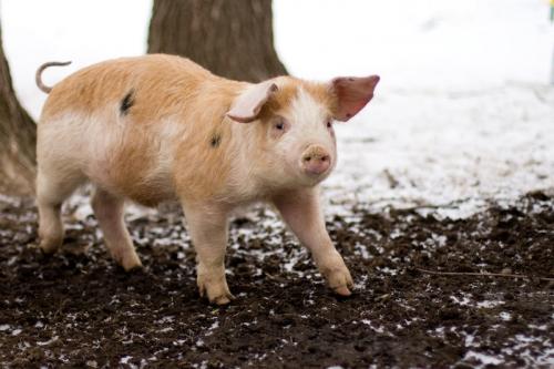 Пересадка органов человеку от свиньи. Людям могут начать пересаживать сердца свиней уже через 3 года (3 фото) 09