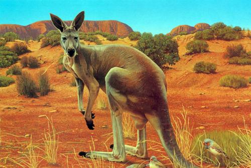 Интересные факты о реках Австралии. Интересные факты о животных Австралии