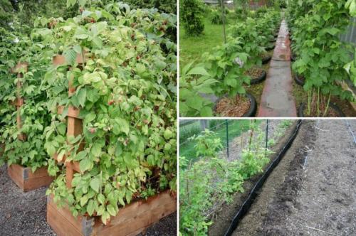 Сколько лет может расти малина на одном месте. Как правильно посадить малину летом: условия, способы и схемы