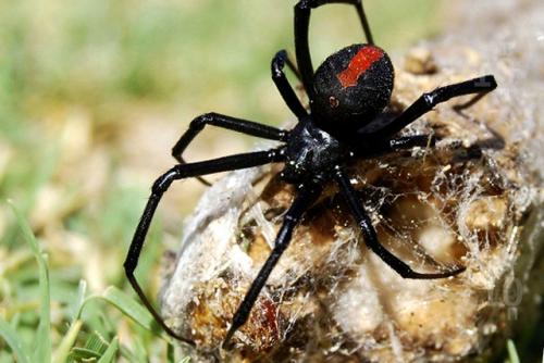 Интересные факты о реках Австралии. Интересные факты о животных Австралии