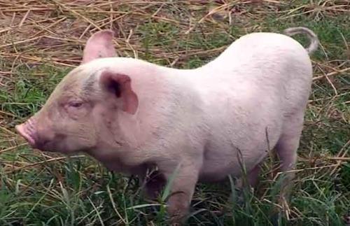 Кровь человека и свиньи. Сходство организмов человека и свиньи