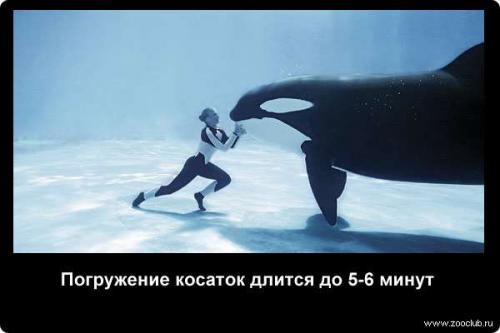 Интересные факты о дыхании рыб. Насколько могут задерживать дыхание животные? (факты) 05