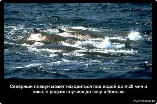 Интересные факты о дыхании рыб. Насколько могут задерживать дыхание животные? (факты) 09