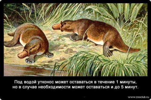 Интересные факты о дыхании рыб. Насколько могут задерживать дыхание животные? (факты) 01