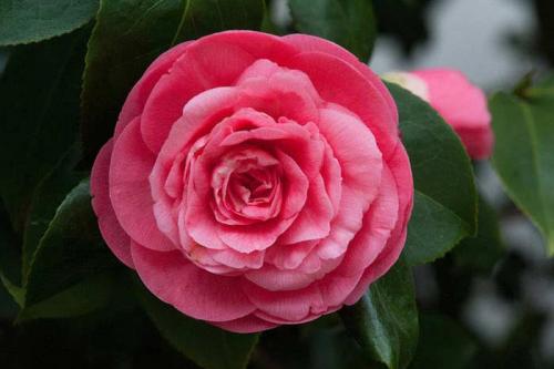 15 самых редких растений на земле. Топ 10 Самых редких растений