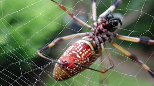 О пауках. Куда относятся пауки – к насекомым или нет?