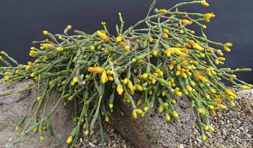 Цветок декабрист, как ухаживать. Немного о растении 07