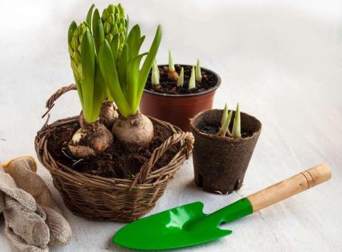 Гиацинт в горшке. Как ухаживать за гиацинтами в горшке в домашних условиях: все правила ухода