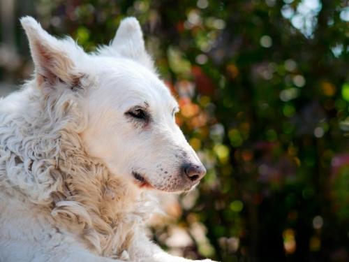 15 самых редких пород собак. Рейтинг пяти самых редких пород собак в мире, фото, видео