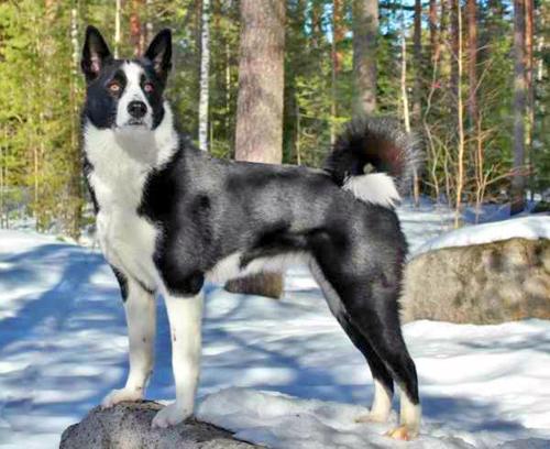 15 самых редких пород собак. Рейтинг пяти самых редких пород собак в мире, фото, видео