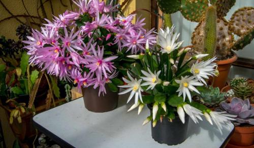 Цветок декабрист, как ухаживать. Немного о растении 08