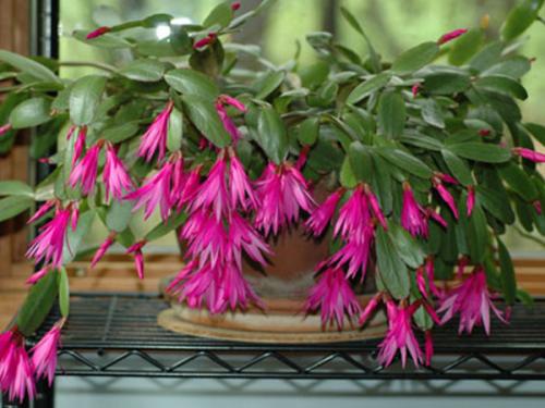 Цветок декабрист, как ухаживать. Немного о растении 11