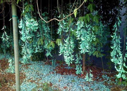 15 самых редких растений на земле. Топ 10 Самых редких растений