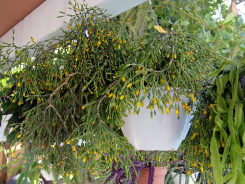 Цветок декабрист, как ухаживать. Немного о растении 12