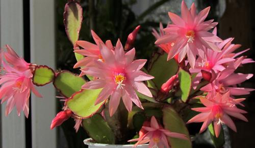 Цветок декабрист, как ухаживать. Немного о растении 09