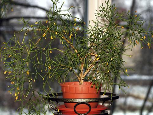 Цветок декабрист, как ухаживать. Немного о растении 10