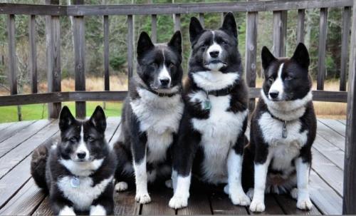 15 самых редких пород собак. Рейтинг пяти самых редких пород собак в мире, фото, видео