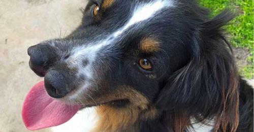 15 самых редких пород собак. Рейтинг пяти самых редких пород собак в мире, фото, видео