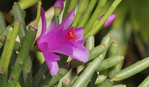 Цветок декабрист, как ухаживать. Немного о растении 06