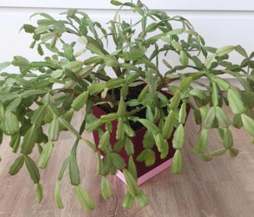 Цветок декабрист, как ухаживать. Немного о растении 04