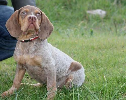 15 самых редких пород собак. Рейтинг пяти самых редких пород собак в мире, фото, видео