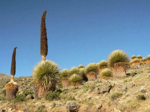 15 самых редких растений на земле. Топ 10 Самых редких растений