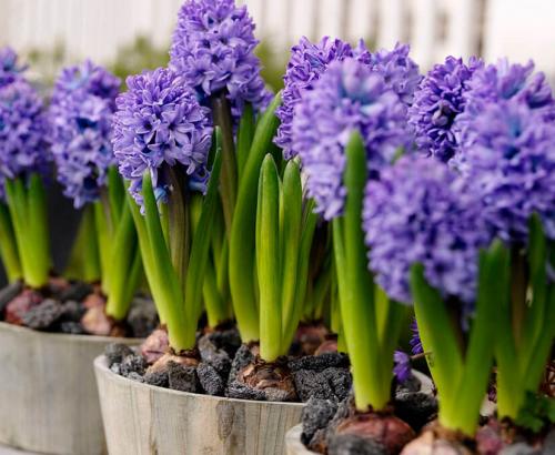 Гиацинт в горшке. Как ухаживать за гиацинтами в горшке в домашних условиях: все правила ухода