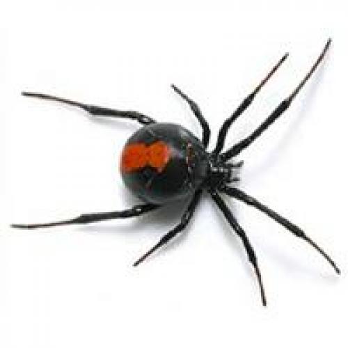 Есть ли мозг у паука. Где находится мозг у паука 03