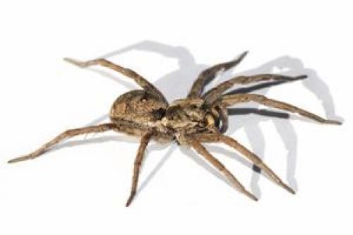 Есть ли мозг у паука. Где находится мозг у паука 02