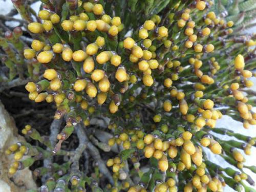 Цветок декабрист, как ухаживать. Немного о растении 05