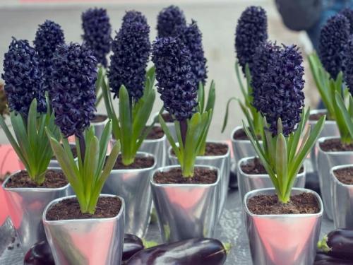 Гиацинт в горшке. Как ухаживать за гиацинтами в горшке в домашних условиях: все правила ухода