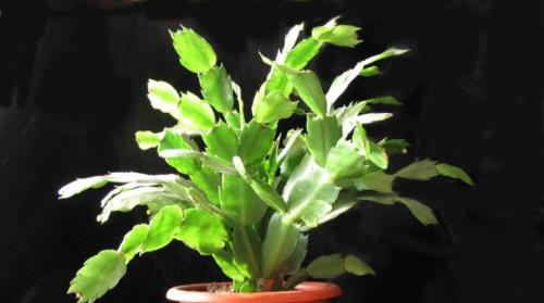 Почему не цветет декабрист в домашних условиях, что делать. Почему не цветет декабрист и что делать?