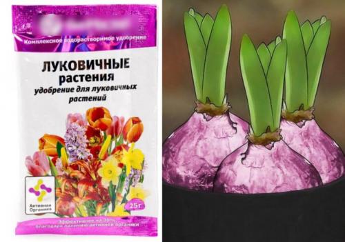 Гиацинт в домашних условиях уход. Дальнейший уход за гиацинтом