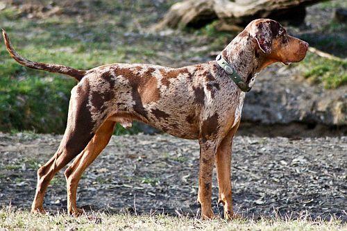 15 самых редких пород собак. Рейтинг пяти самых редких пород собак в мире, фото, видео